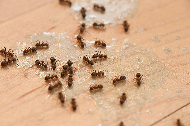 Best Best Pest Control Companies  in North York, PA
