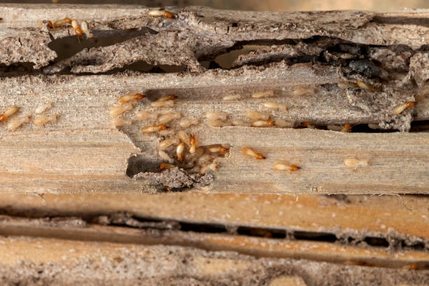 Professional Pest Control in North York, PA